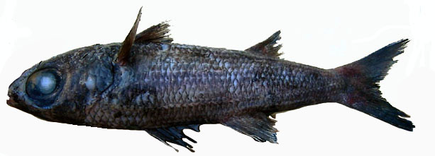 Epigonus telescopus_06